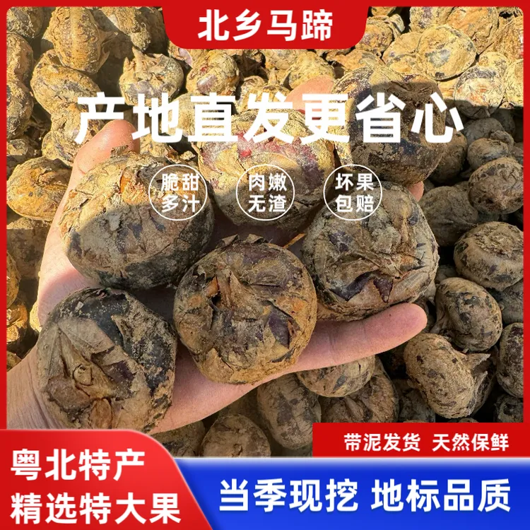 正宗乐昌北乡马蹄当季现挖新鲜即食荸荠清甜多汁水果特大果礼盒装