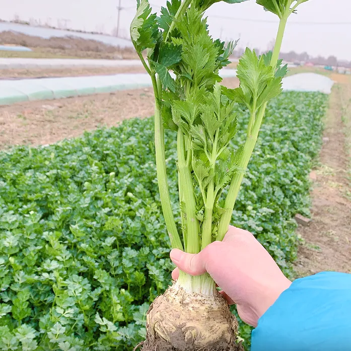 乐众青山地中海根芹带疙瘩适合阳台盆栽四季种植小院苗子