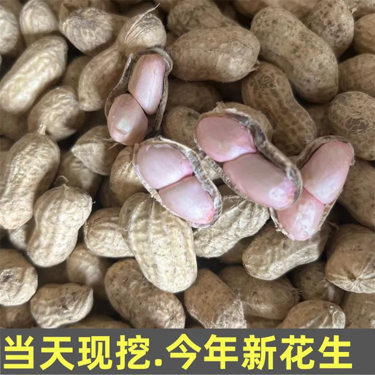 当天现挖安徽新鲜花生现挖现发带壳湿花生花生新鲜农家自种当季