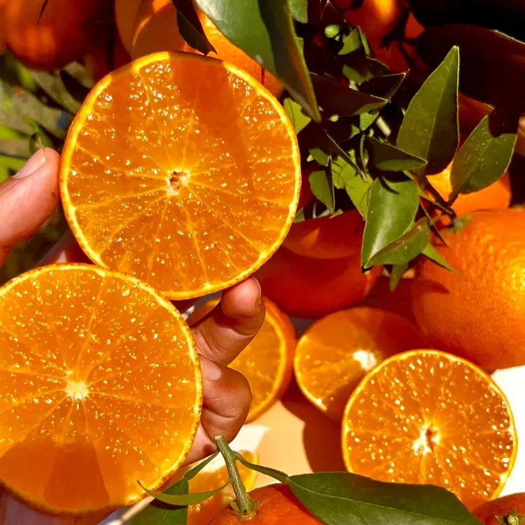 红美人柑橘爱媛28号红美人果冻橙柑橘皇后果园直发
