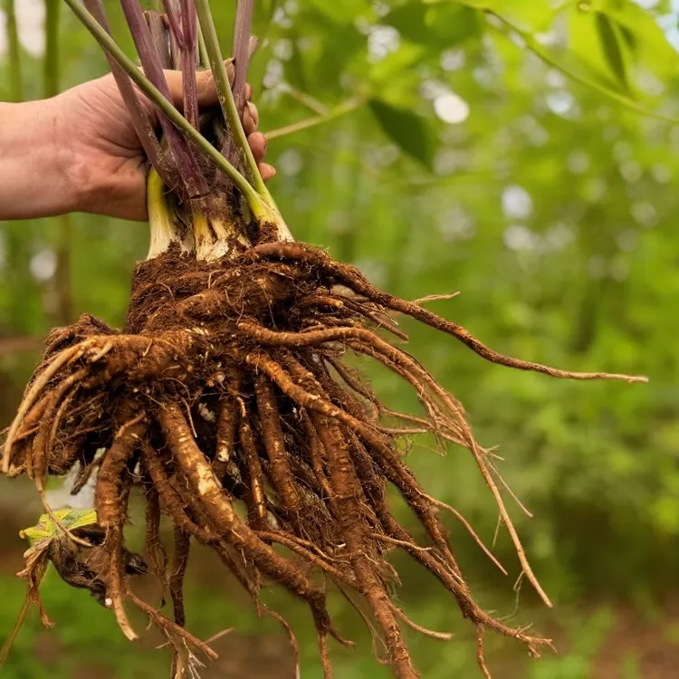 高山鲜当归现挖现发带泥发货