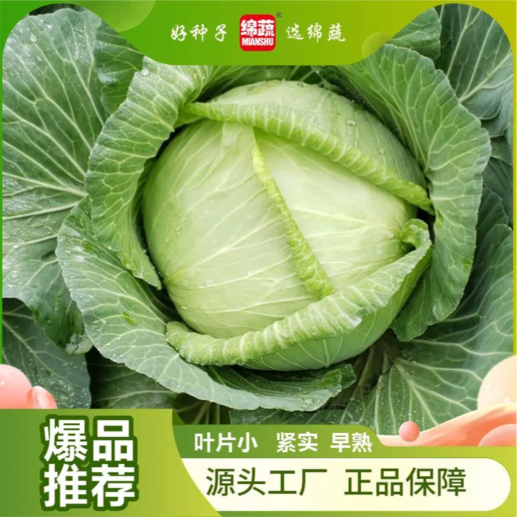绵蔬【鑫金圆宝1号】甘蓝种子外叶没有蜡粉，叶片短小，早熟，3斤左右