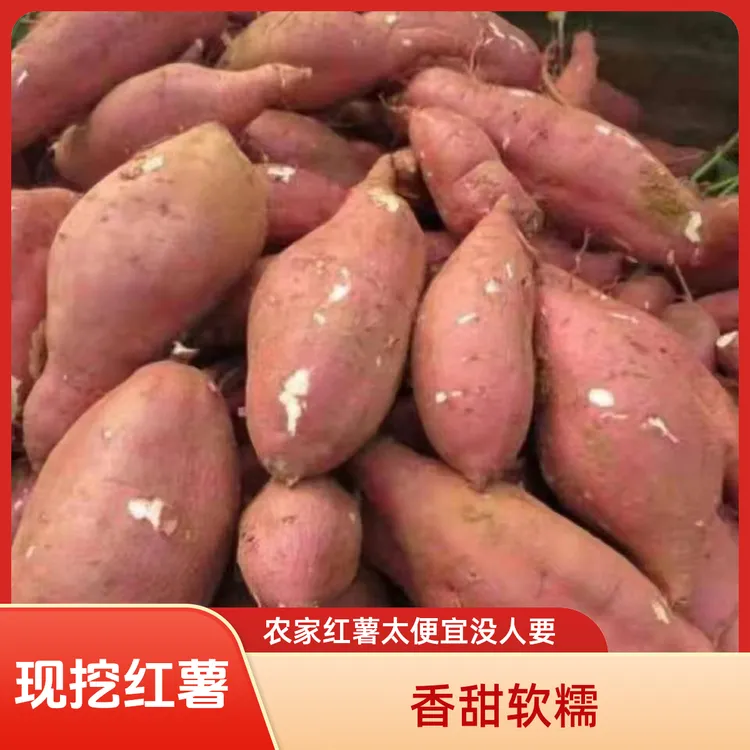 自冉香现挖现发超甜农家自种白心牛奶红薯正宗板栗薯软面香甜粉糯