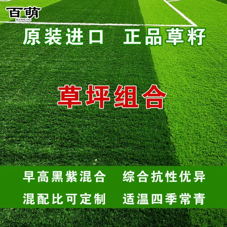 百萌矮生四季青绿园五号草坪组合耐践踏草坪种子耐践踏庭院草籽