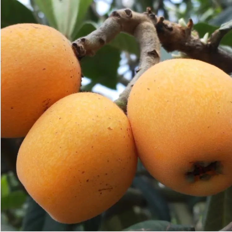 植果缘四川大五星枇杷一物一耐寒品种对版耐寒耐寒介意枇杷果树苗