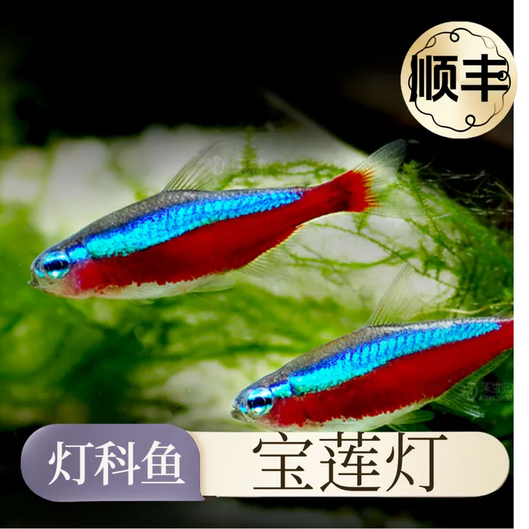 【直播活动】宝莲灯鱼热带观赏鱼小型灯科淡水群游活体鱼苗