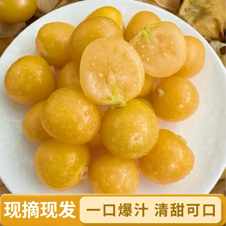 【现摘现发】东北新鲜采摘姑娘果清甜多汁当季稀有水果产地直发