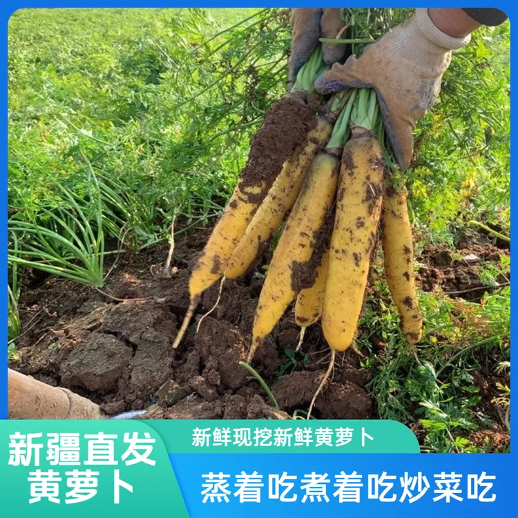 【新疆直发黄萝卜】手抓饭配菜新鲜到家黄萝卜新鲜带泥种植新疆发货
