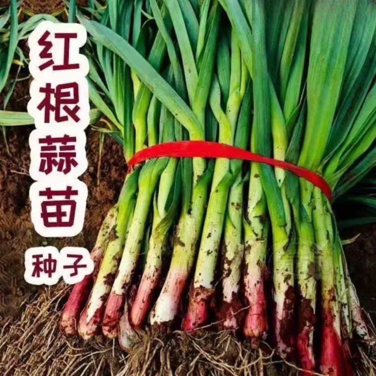 【紫根蒜苗种子】家庭阳台小院盆栽地栽四季种植
