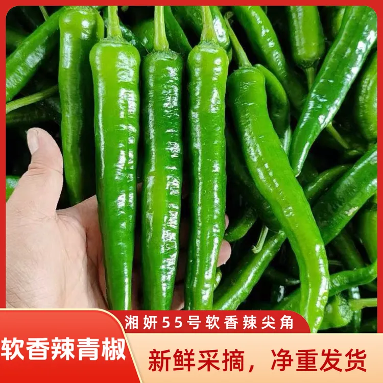 湘研55号微中辣新鲜青椒薄皮软皮香辣牛角椒农家自种