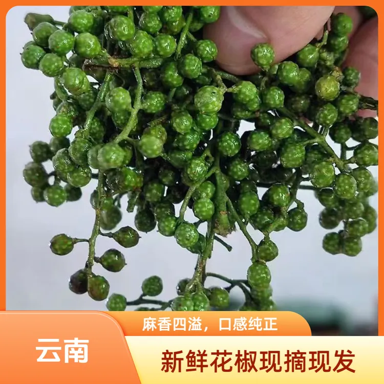 云南高原新鲜青花椒炒菜现摘现发藤椒麻香味十足原产地直发包邮
