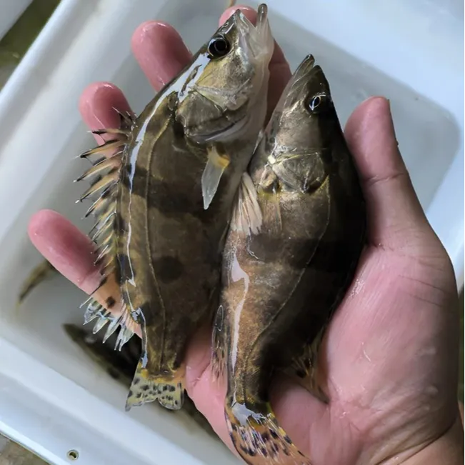 淡水观赏桂花鱼白鳜翘嘴鳜红纹鳜鱼活体食用性饲料鱼养殖淡水鱼