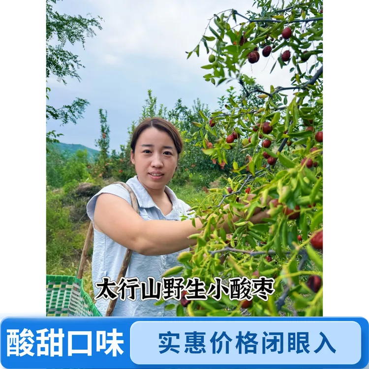 太行山野生小酸枣酸甜口