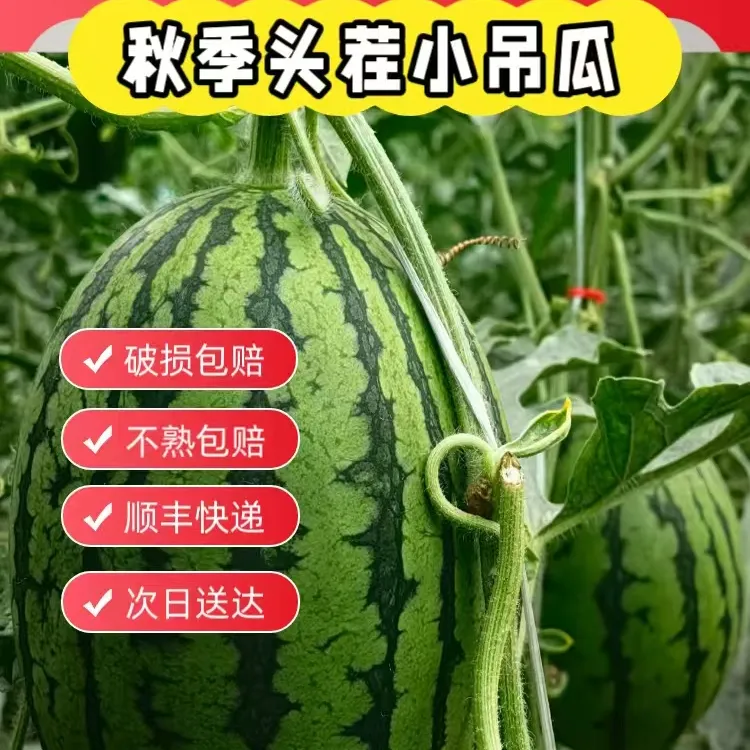 晓吸正宗头茬广东小呆瓜手撕瓜小西瓜2粒装1.5斤起采摘脆甜多汁