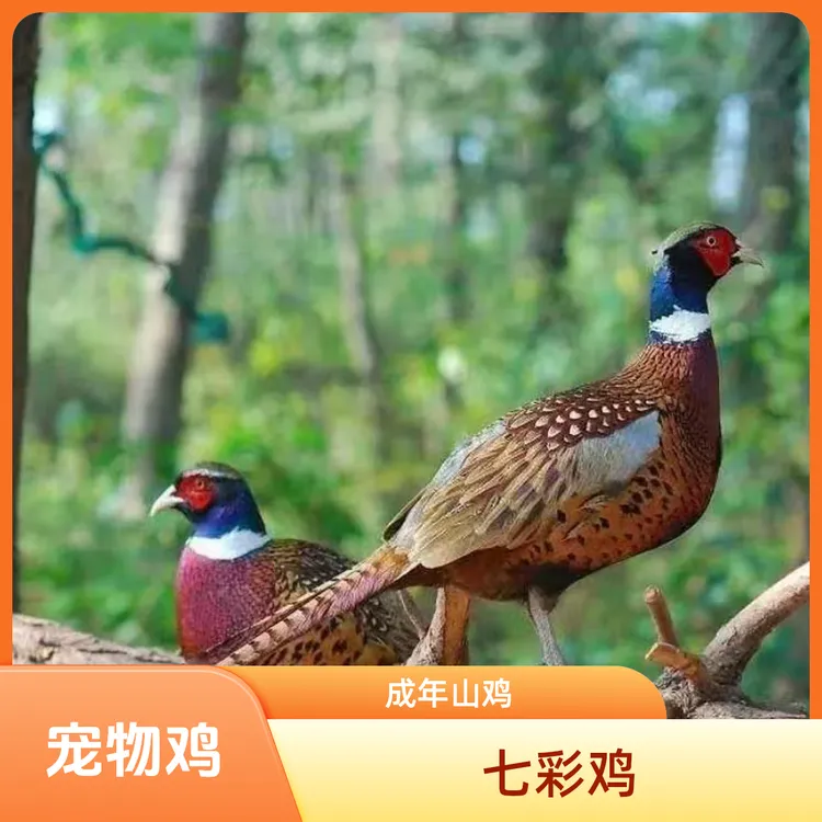 宠物鸡七彩山鸡长尾鸡蓝山鸡成年鸡顺丰包邮包活到家