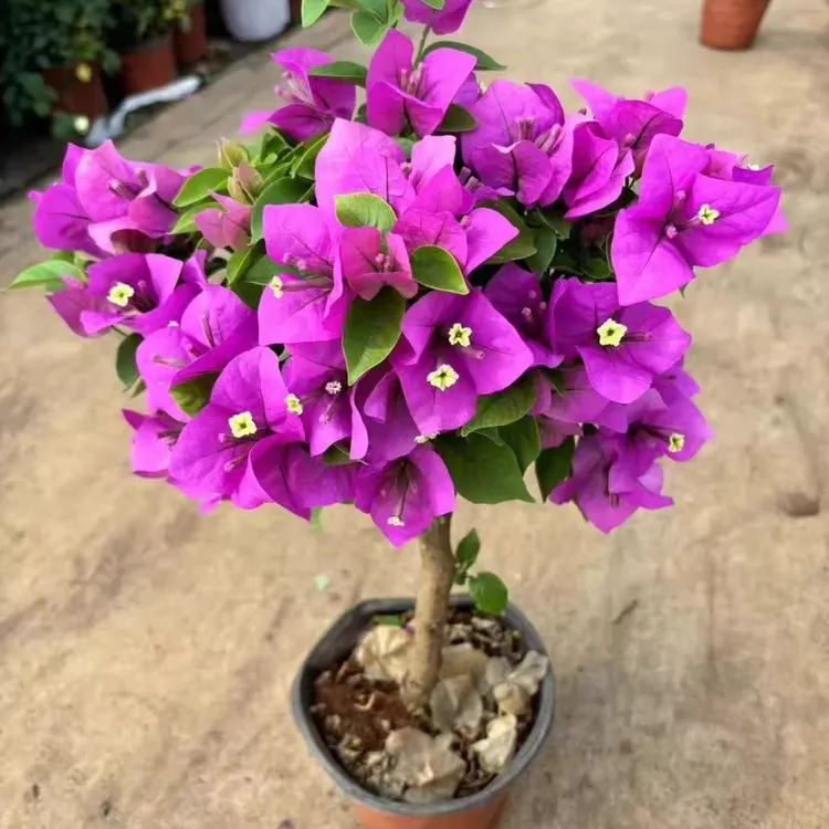 云南紫三角梅原盆原土带花发货四季开花耐寒耐热室内外种植