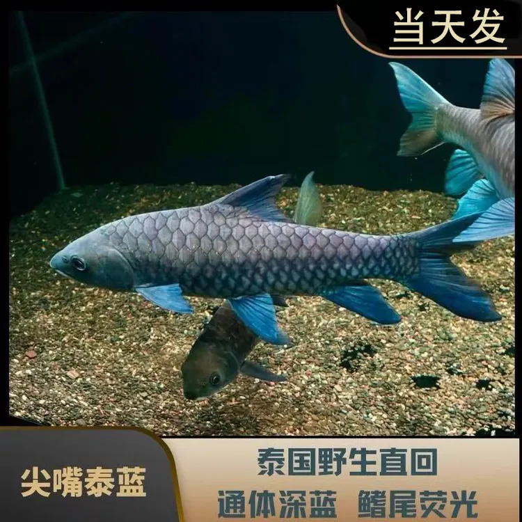 包邮当天发 泰国尖嘴泰蓝吉罗鱼保真保野 观赏鱼淡水鱼