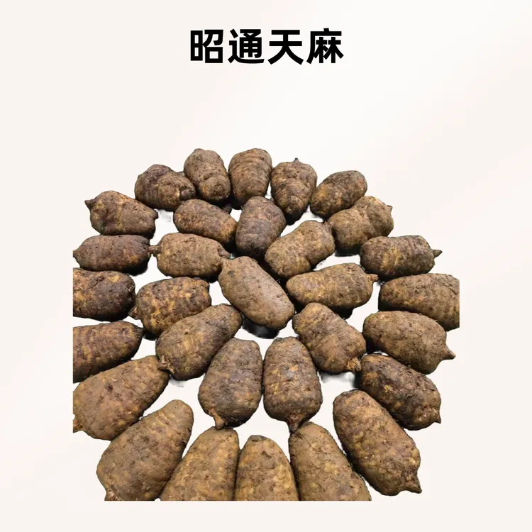 云南昭通小草坝新鲜乌天麻带泥发货可炖鸡云南昭通天麻产地直销