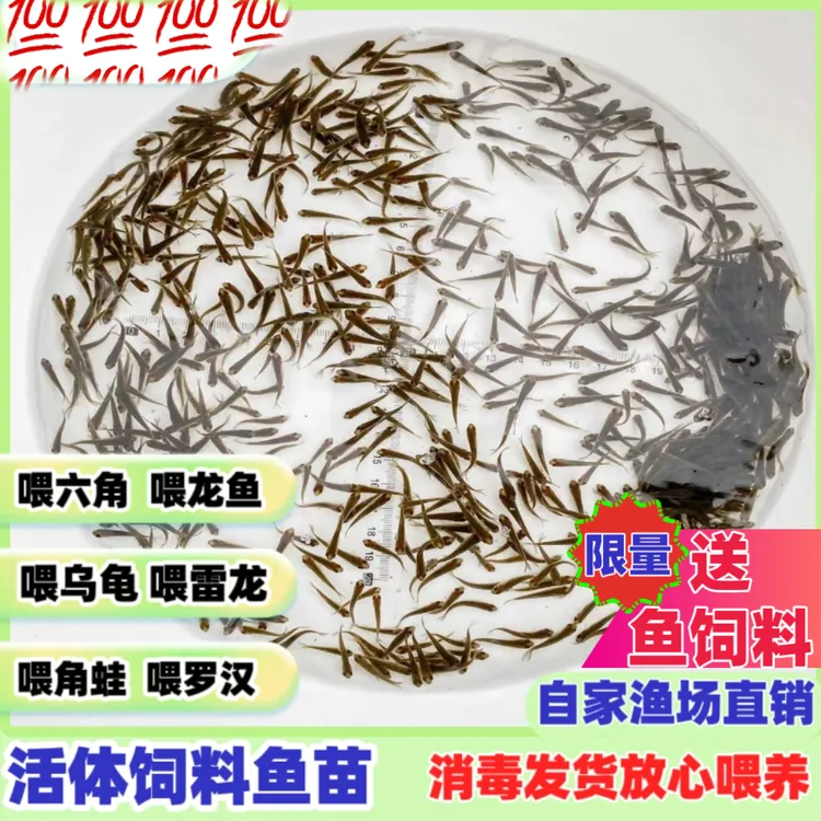 饲饵鱼麦穗鱼小鱼苗喂龙鱼罗汉鳄龟鲜活开口饲料鱼淡水鱼白鲢鱼