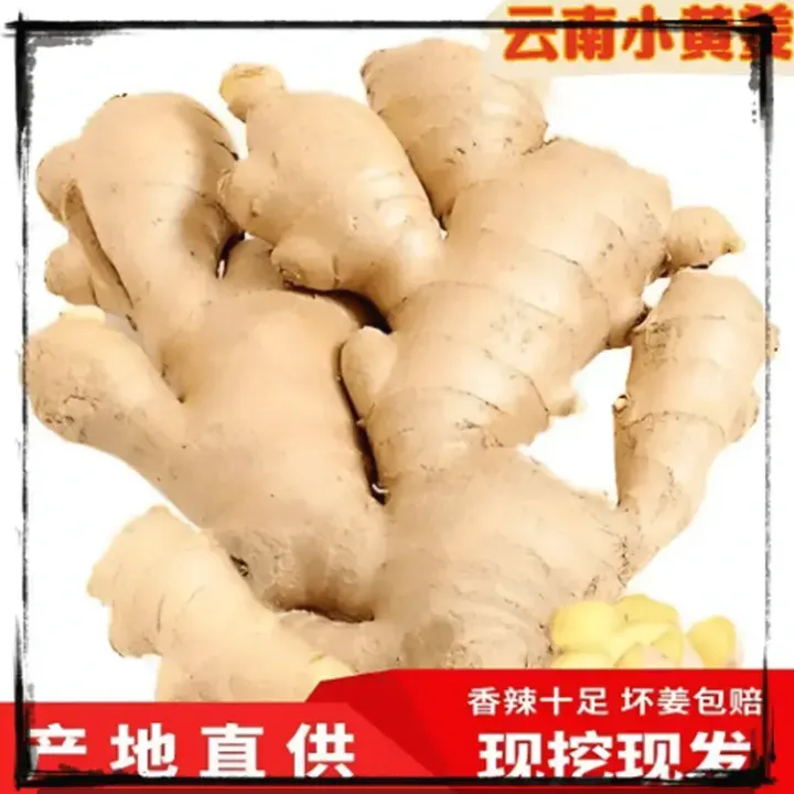 【农家精选出口级】正宗云南小黄姜高山新鲜现挖生姜老姜姜味十足