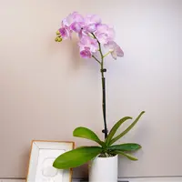 悠花里蝴蝶兰 2.8杯（魔幻精灵全花）开花株发货