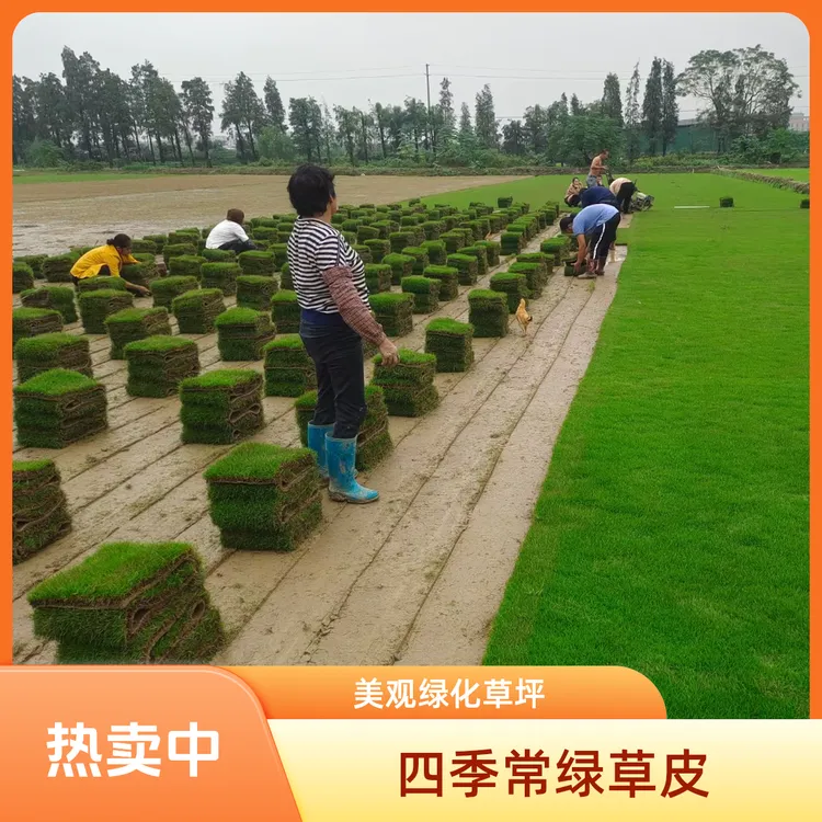 带土草皮四季常绿马尼拉台湾草别墅庭院绿化真草坪嗷嗷叫花园