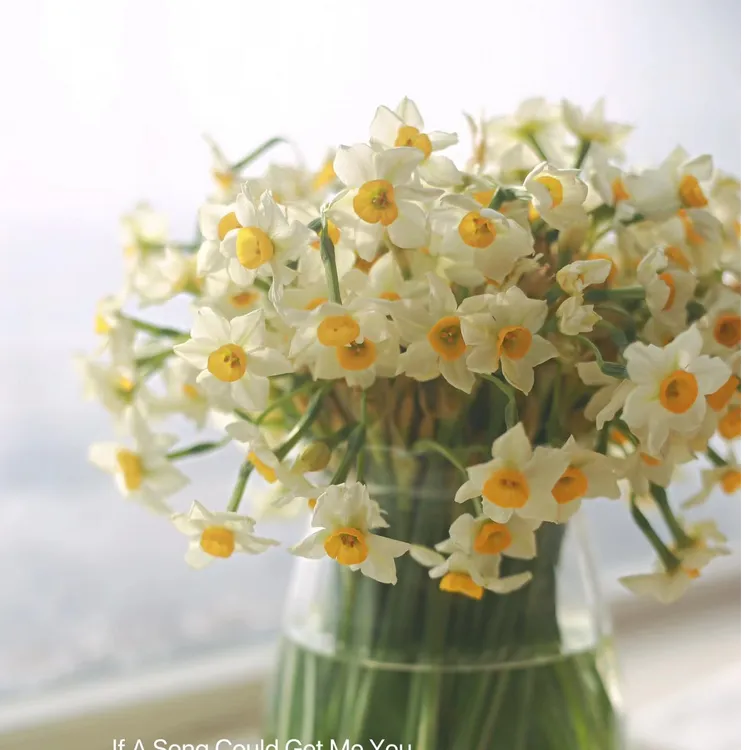 水仙花鲜切花鲜花束复瓣漳州水仙室内冬季水培鲜切花卉现摘年宵花