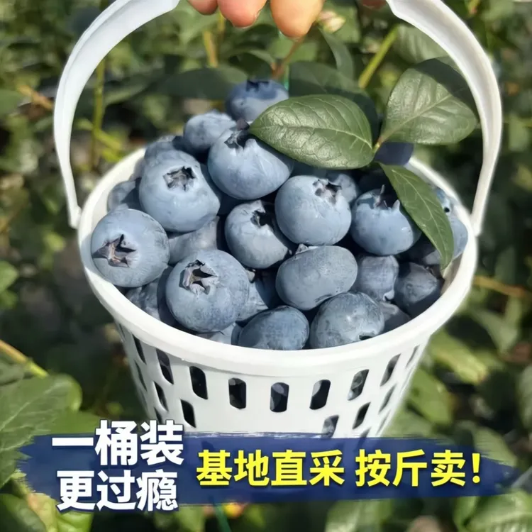 （整桶一斤装）新鲜云南桶装蓝莓脆甜多汁顺丰空运新鲜特大蓝莓商品图