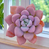 【精控白鹭】【满9.9包邮】星花怒放阳台露台办公多肉植物栽种养