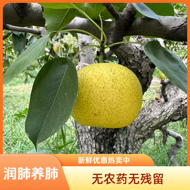 正宗老酥梨秋燥绿色水果秋季水果脆甜多汁产地直发