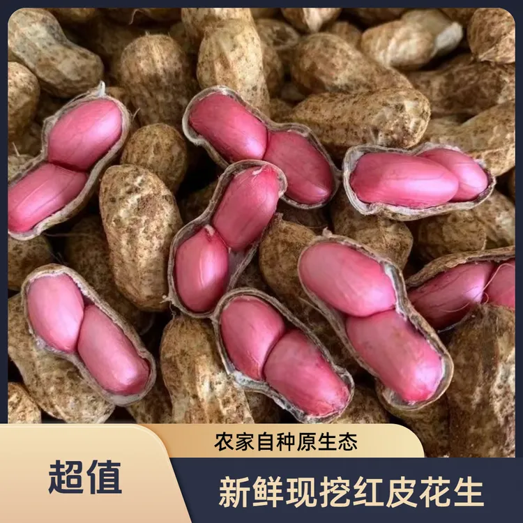 新鲜现挖河南红皮花生带壳湿花生农家自种红衣花生可水煮生吃花生