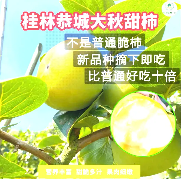 桂林恭城太秋甜柿子新鲜采摘高级水果脆甜多汁柿子中的爱马仕