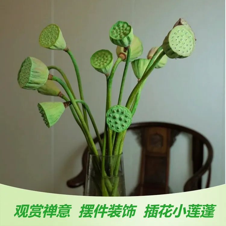 【顺丰包邮】湖南永州新鲜摘插花莲蓬荷花观赏禅意摆件装饰芙蓉泡茶