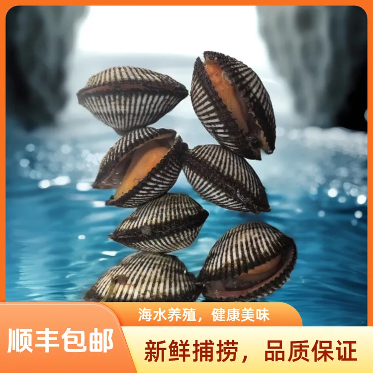 【赤贝15个头左右】赤身品质 海捞海捕 大连原产地小赤贝 顺丰包邮