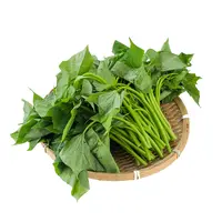 红苕尖 300g