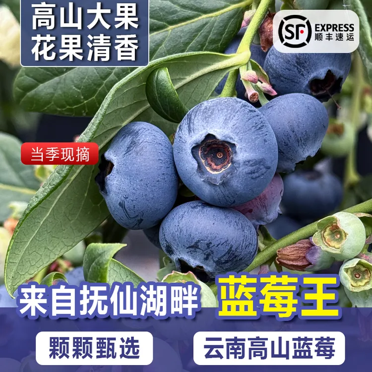 【二妹专属】正宗抚仙湖25花香蓝莓云南澄江清脆甜顺丰包邮到家