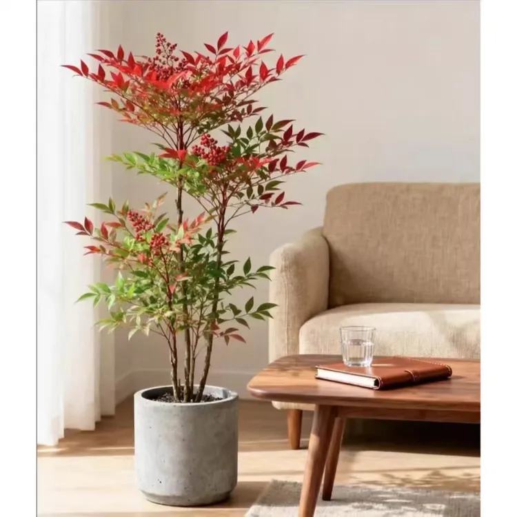 火焰南天竹盆栽庭院  室内皆可种植好养耐寒还可净化空气绿植