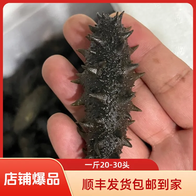 拉缸盐海参蓬莱当地海区货 一斤20-30头【顺丰包邮到家】