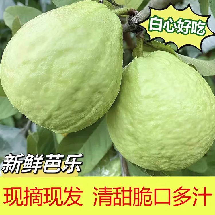 【顺丰包邮】正宗白心番石榴芭乐脆爽软糯应季新鲜水果现摘产地直发