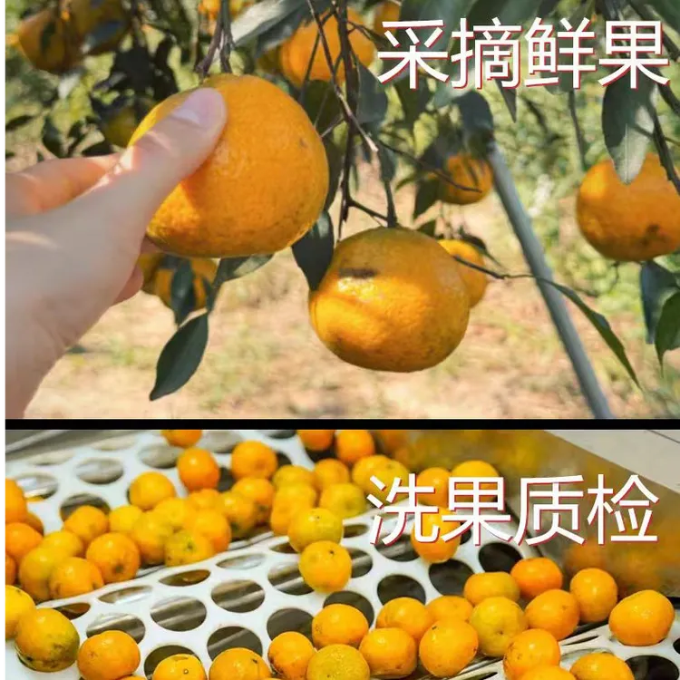 新会陈皮柑（2025年）七堡村大红皮