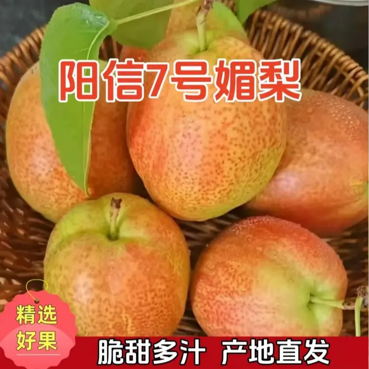 山东阳信媚梨7号新鲜当季香梨清甜多汁产地直发
