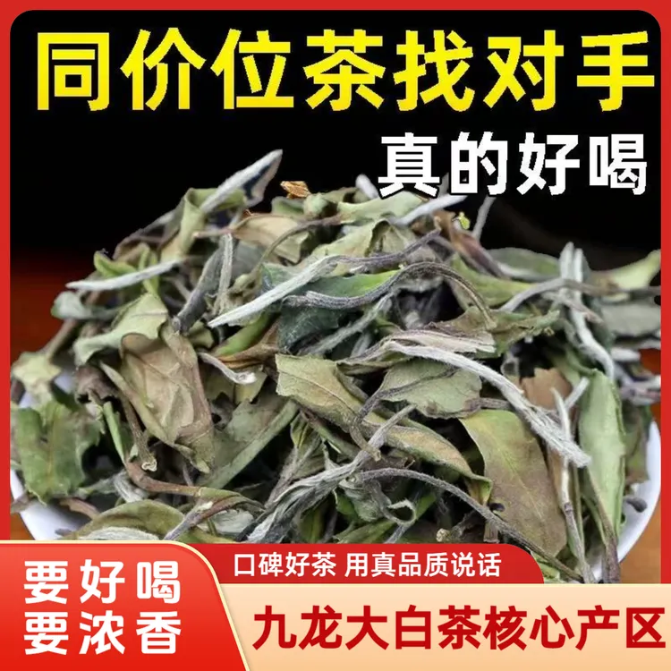 老白茶福建白茶2021年九龙大白茶枣香棕香花香毫香古树老白茶一级