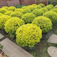 [亮晶女贞球] 落地球灌木球四季常青庭院别墅室外地栽木本耐寒晒