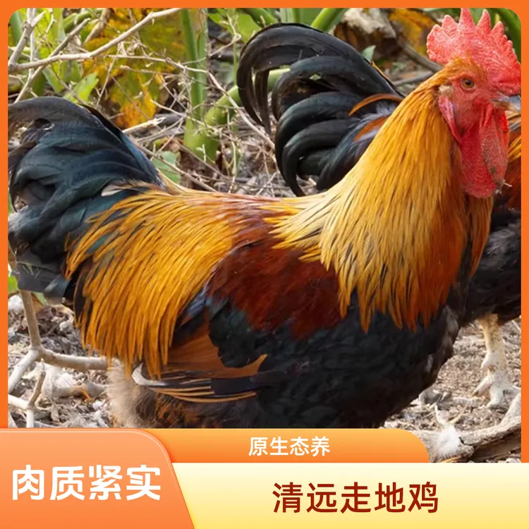 广东清远走地鸡散养300日清远大扇鸡吃草鸡白切鸡肉质紧实原生态