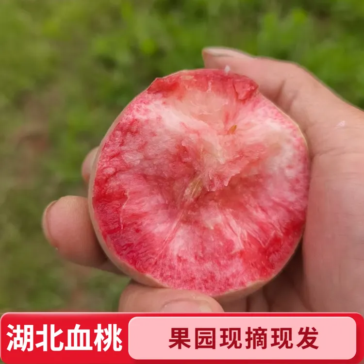 湖北老树新鲜血桃果园直发胭脂红血桃现摘现发