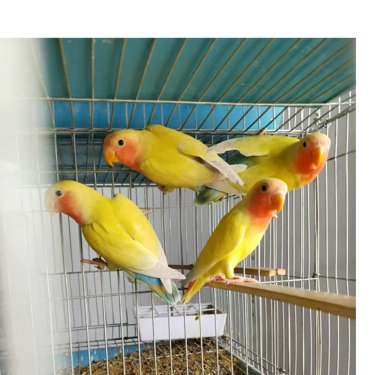 牡丹桃脸牡丹宠物