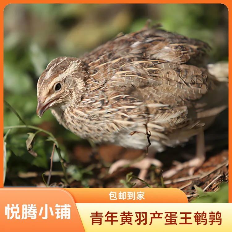 青年黄羽产蛋王鹌鹑（包邮到家）