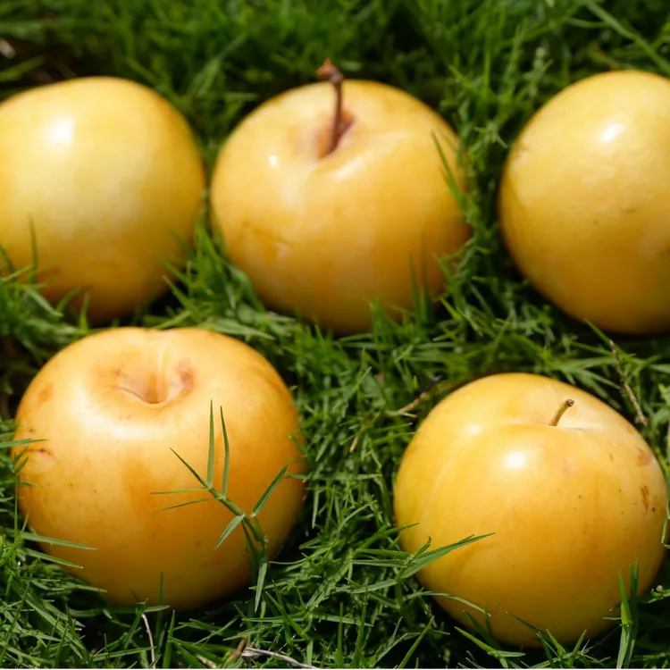 【果沁农庄】杏李风味皇后甜蜜上市！20枚精品礼盒，京东直发