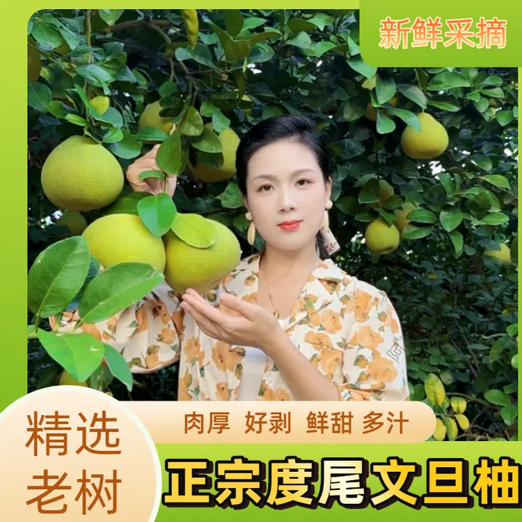 福建度尾文旦柚新鲜当季柚酸甜多汁水果