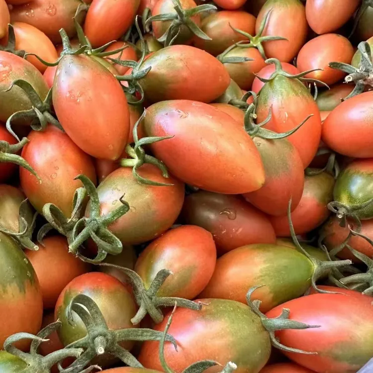 陆丰农家子弹头小番茄(当天现摘)